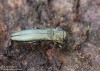 polník úzký (Brouci), Agrilus angustulus (Illiger, 1803), Buprestidae (Coleoptera)